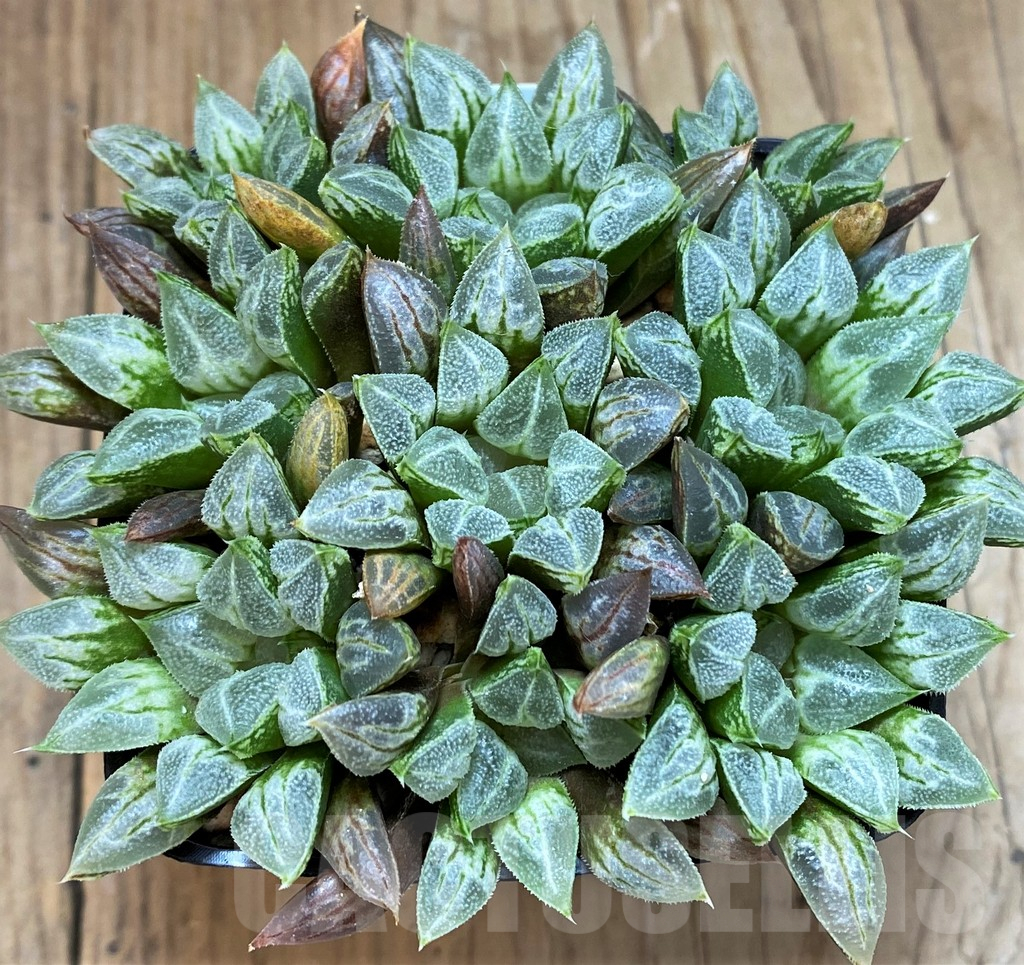 SH11981 Haworthia 'Love Heart', 9 plants - Image 2