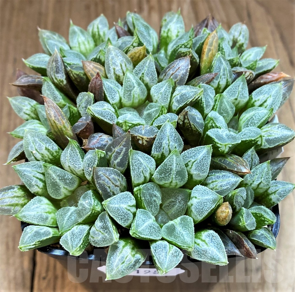 SH11981 Haworthia 'Love Heart', 9 plants