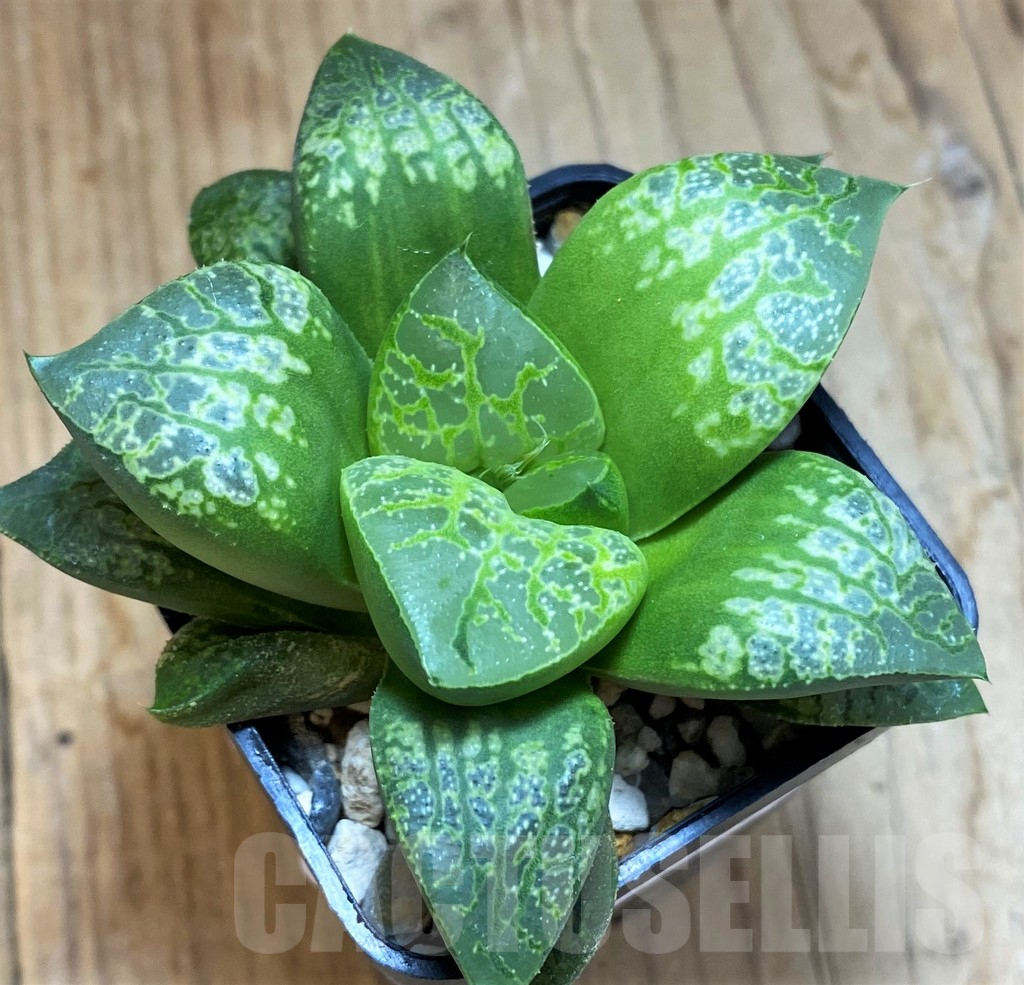 SH12189 Haworthia 'Kamen Butokai' - Зображення 2