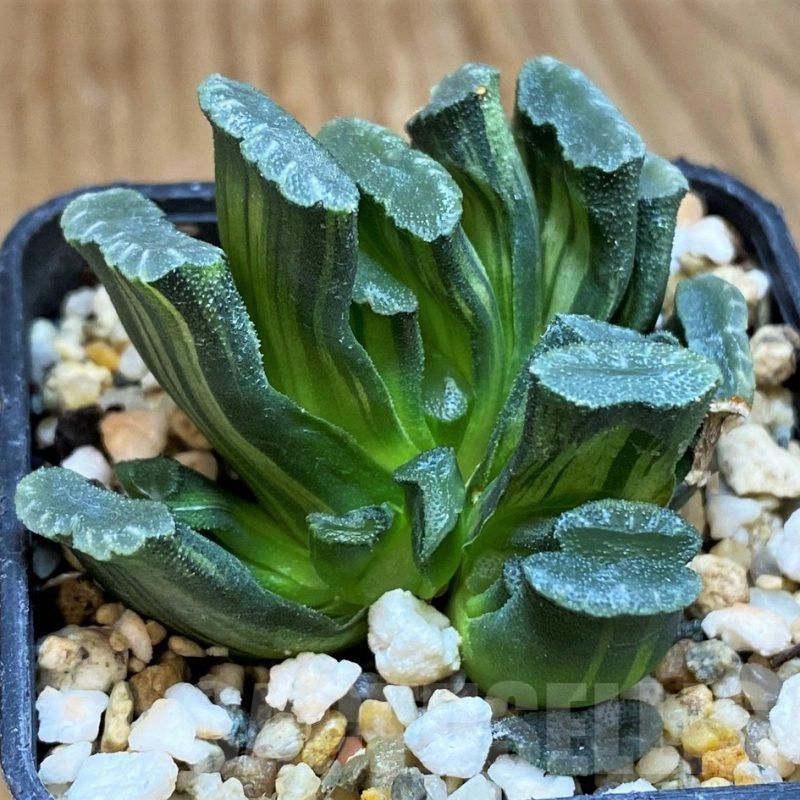 SH12190 Haworthia truncata f. variegata