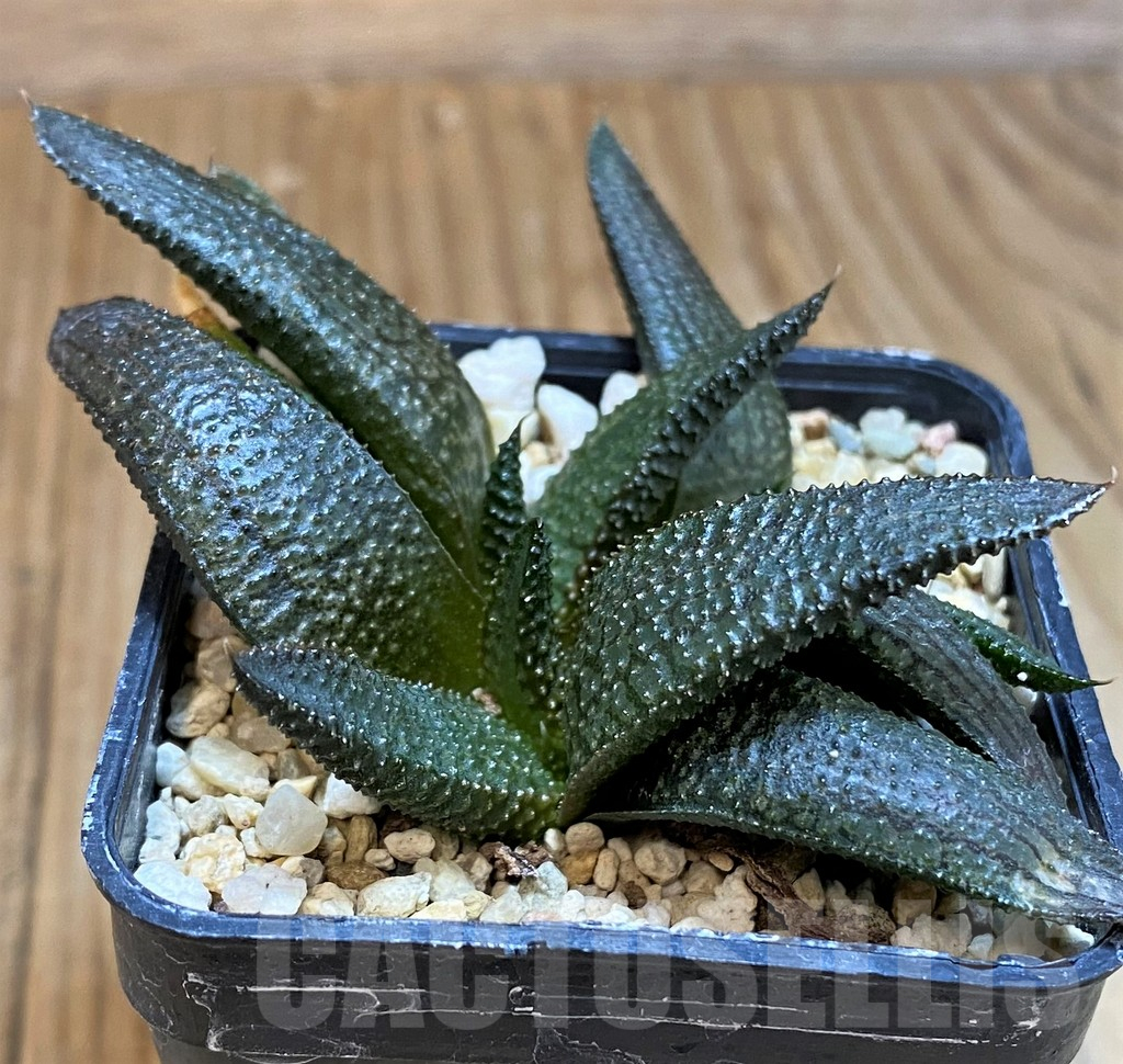 SH12192 Haworthia koelmaniorum hybrid – Image 4