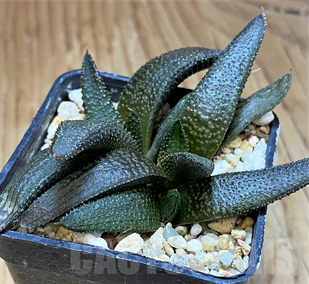 SH12192 Haworthia koelmaniorum hybrid – Image 3