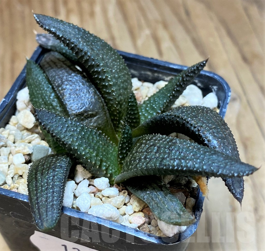 SH12192 Haworthia koelmaniorum hybrid – Image 2