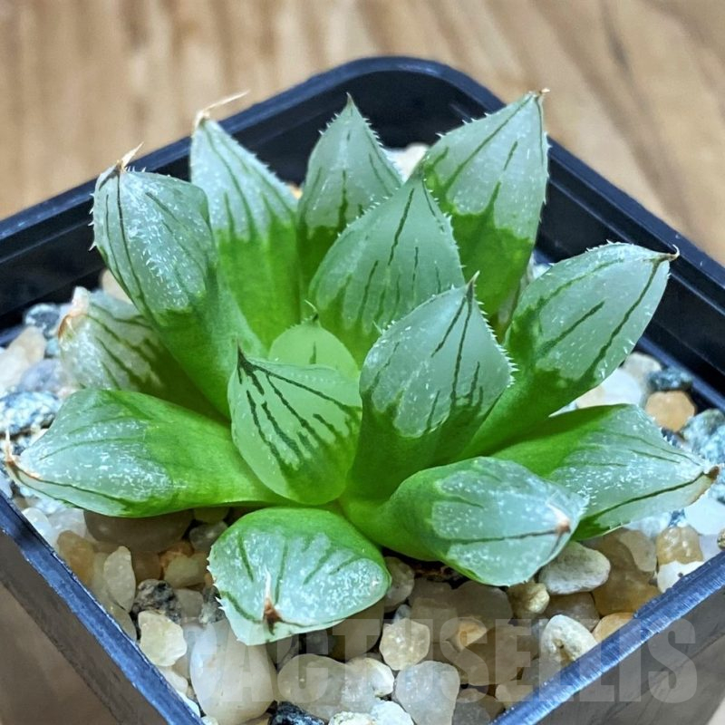 SH12193 Haworthia cooperi 'West Asia Tsuen'