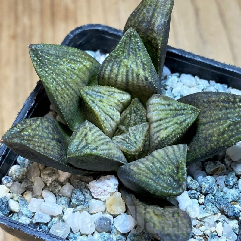 SH12194 Haworthia splendens hybrid