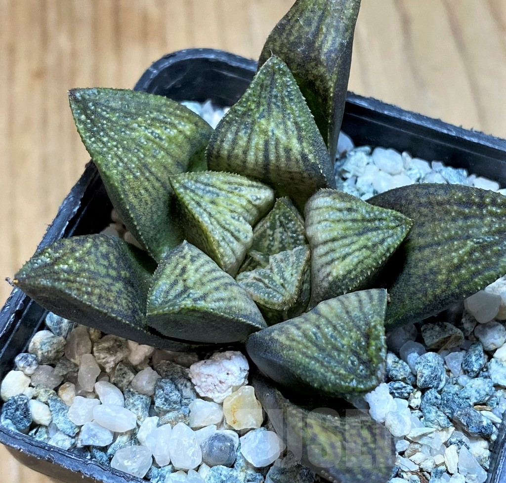 SH12194 Haworthia splendens hybrid