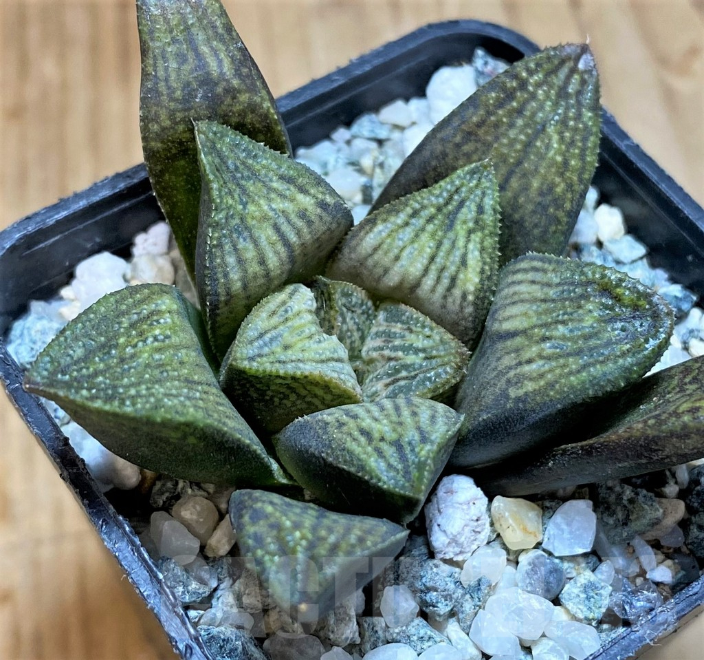 SH12194 Haworthia splendens hybrid - Image 2