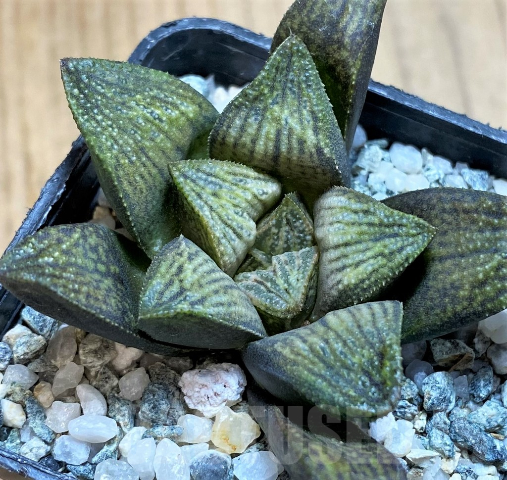 SH12194 Haworthia splendens hybrid - Image 3