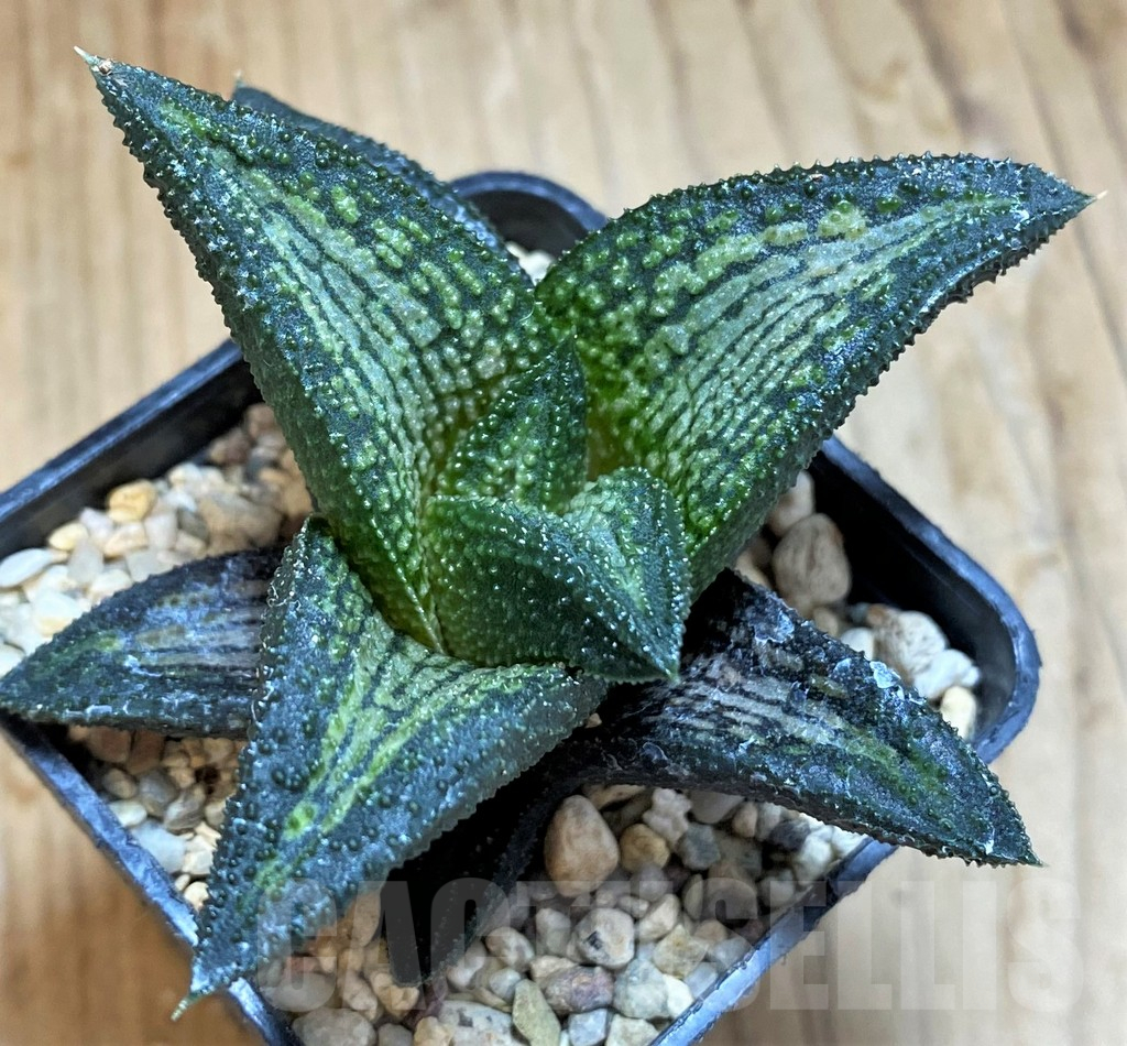 SH12195 Haworthia 'Kintaikyo'