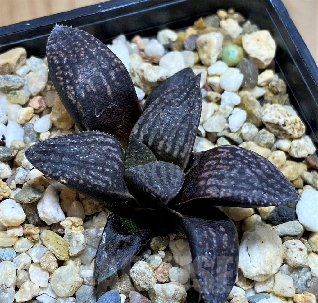 SH12196 Haworthia 'Kuroshima Dekenahii' - Obrázek 2