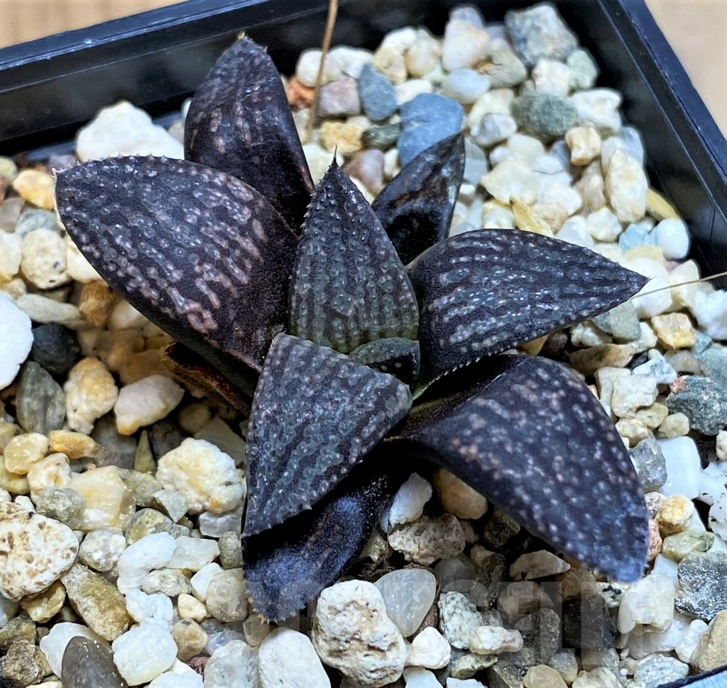 SH12196 Haworthia 'Kuroshima Dekenahii'