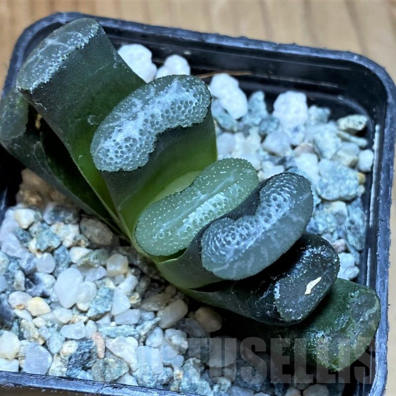 SH12197 Haworthia truncata -Japan-