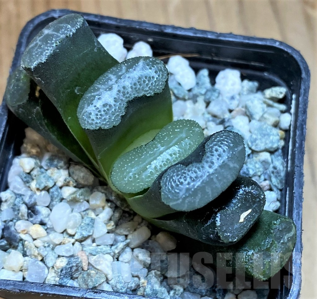SH12197 Haworthia truncata -Japan-