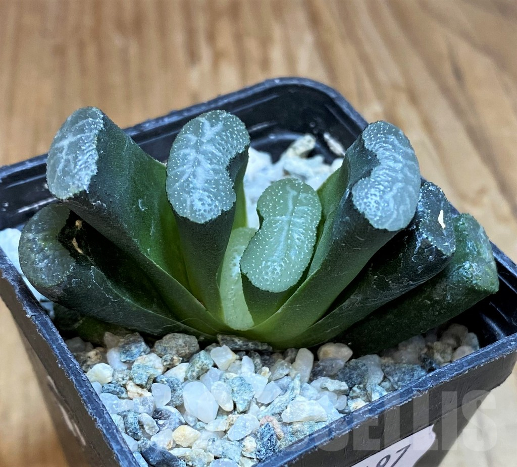 SH12197 Haworthia truncata -Japan- - Image 2