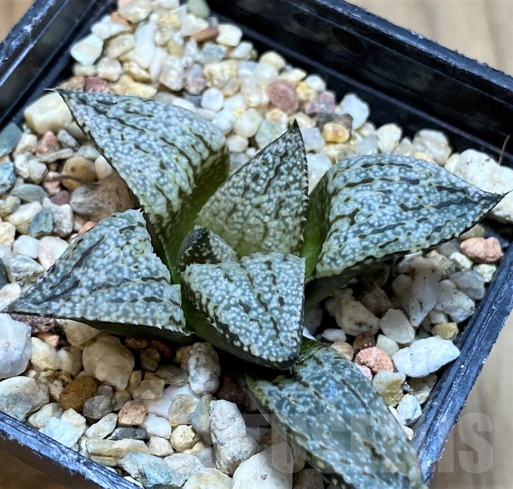 SH12198 Haworthia picta 'White' - Image 2