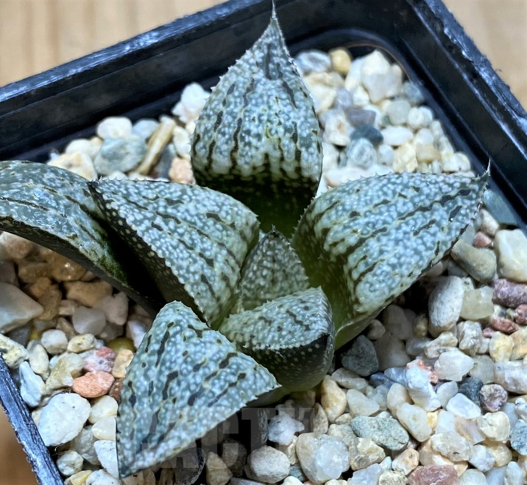 SH12198 Haworthia picta 'White'
