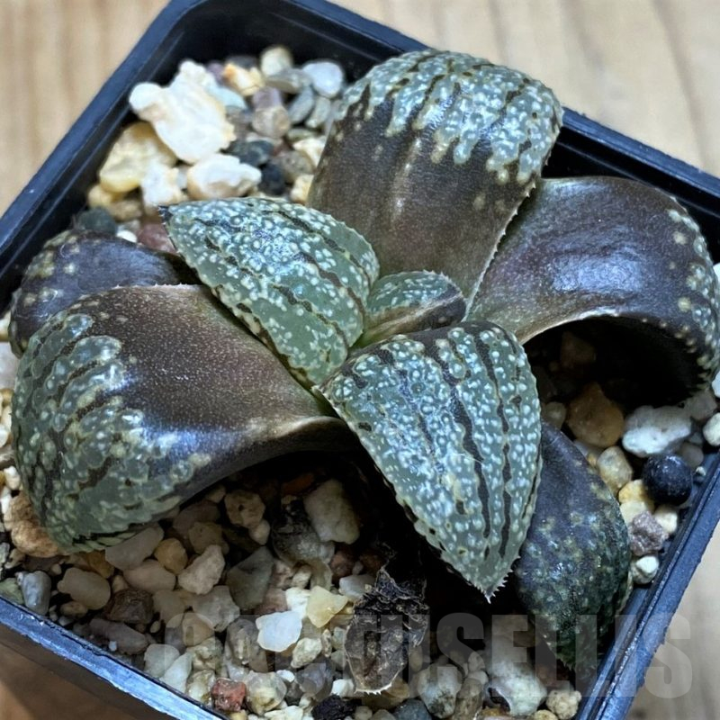 SH12163 Haworthia picta -Japan-