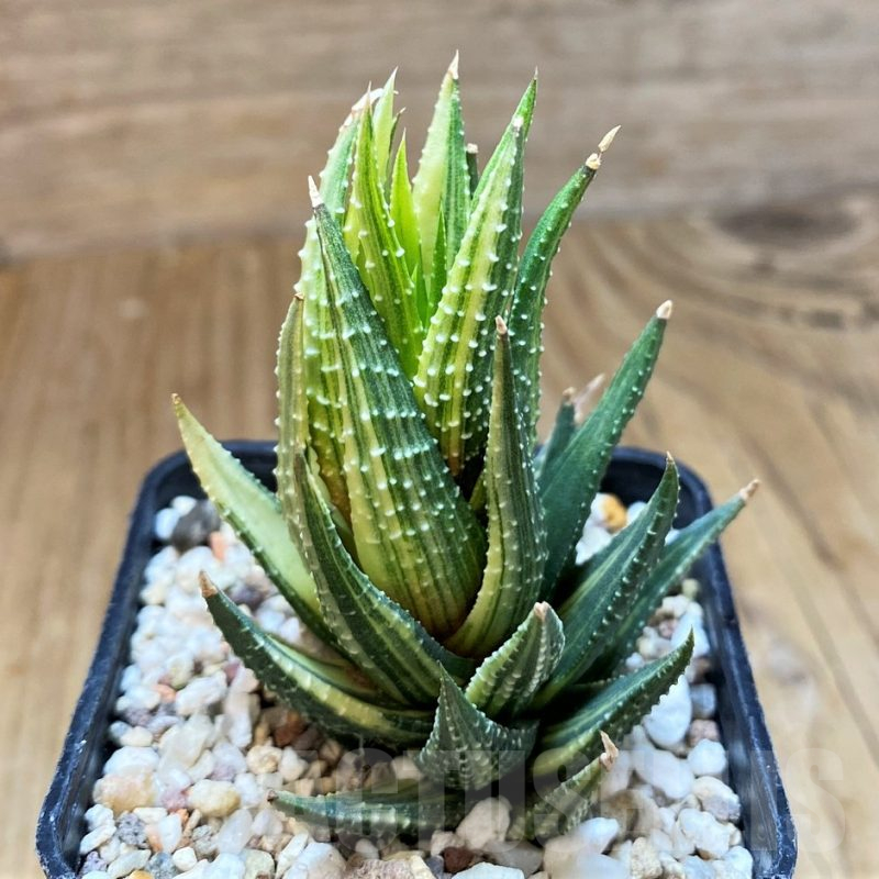 SH12200 Haworthia reinwardtii hybrid f. variegata