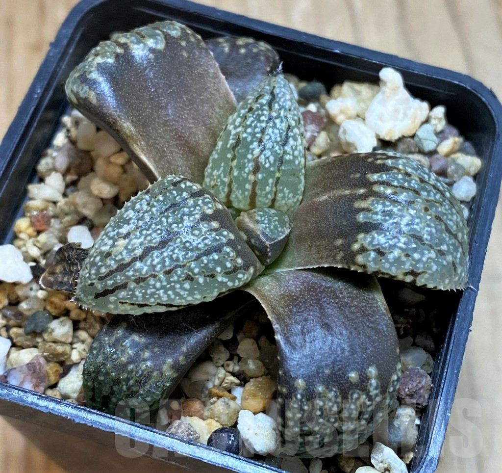 SH12163 Haworthia picta -Japan- - Image 2