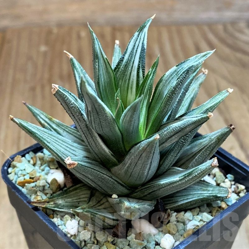 SH12202 Haworthia tortuosa f. variegata