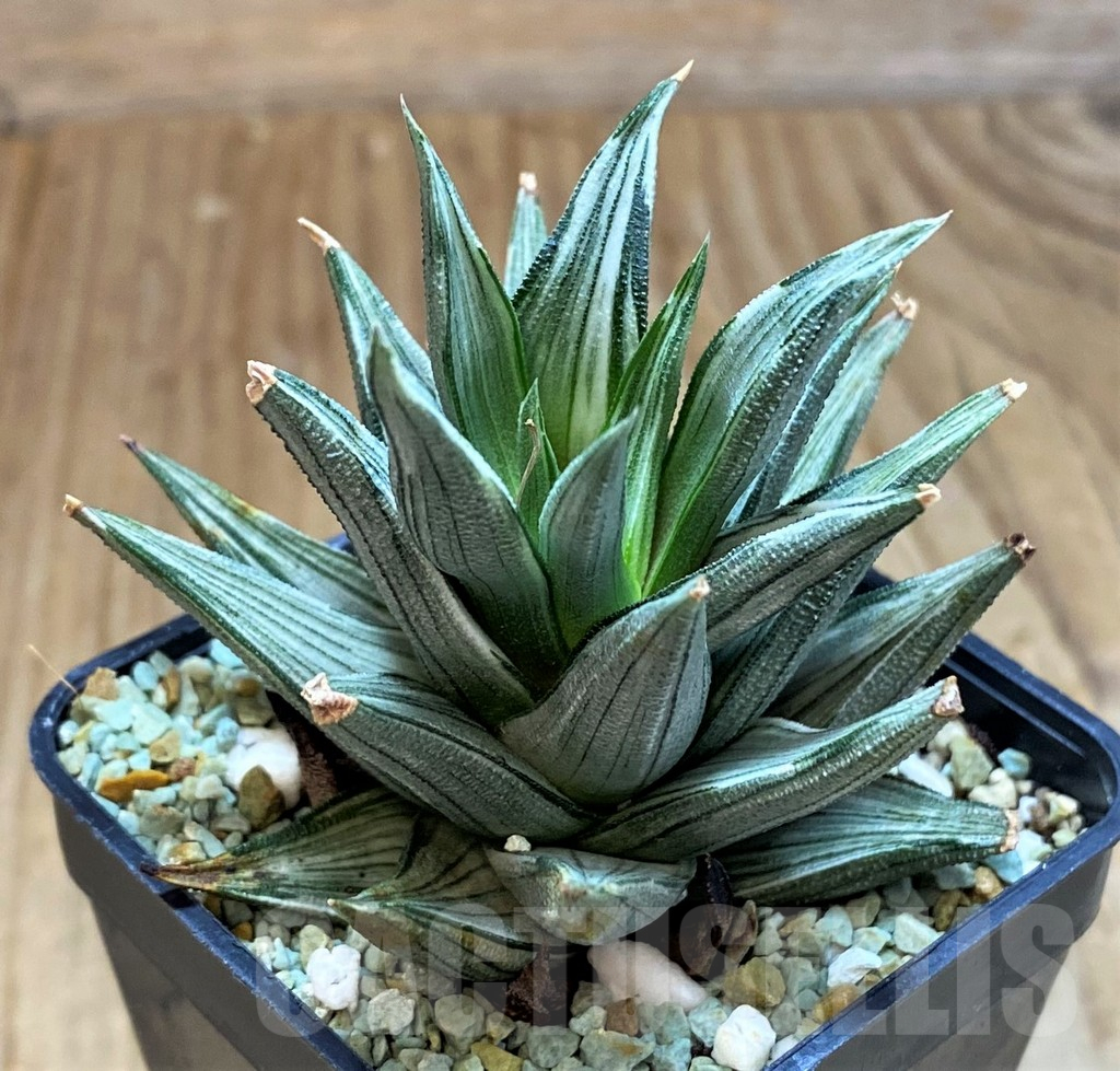 SH12202 Haworthia tortuosa f. variegata