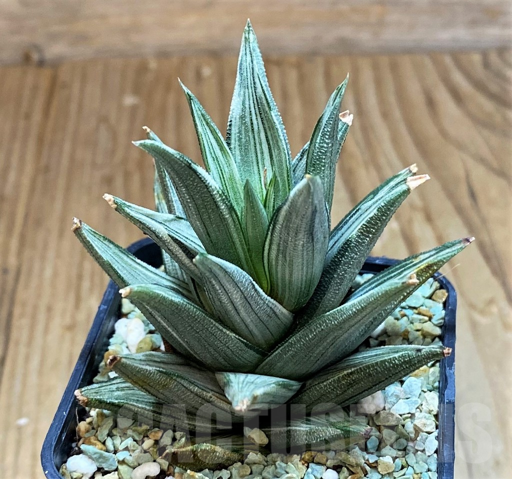 SH12202 Haworthia tortuosa f. variegata - Image 2