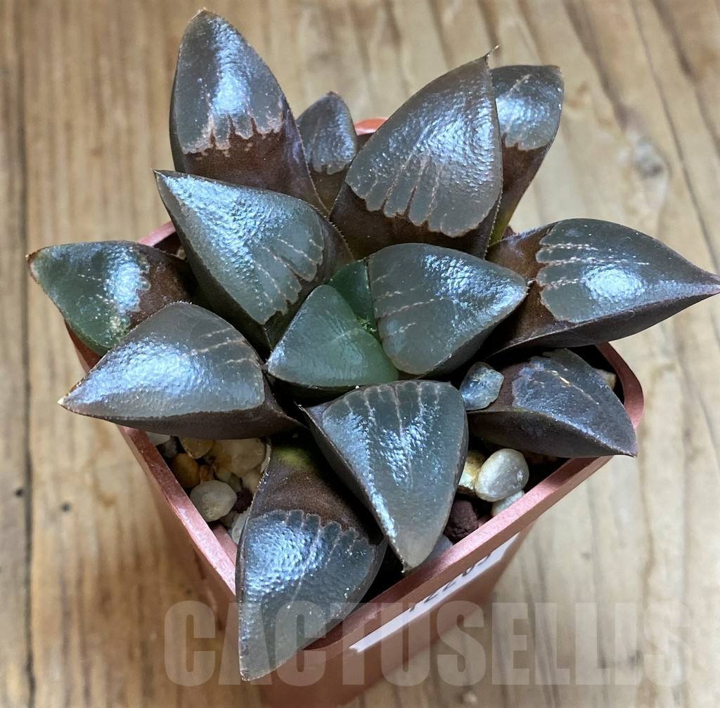 SH12203 Haworthia bayeri - Image 2