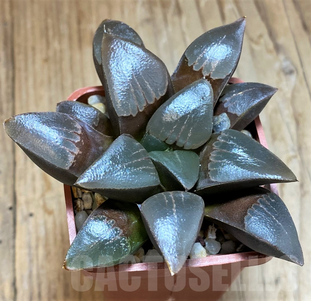 SH12203 Haworthia bayeri