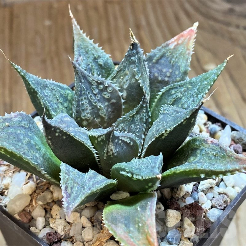 SH12204 Haworthia hybrid