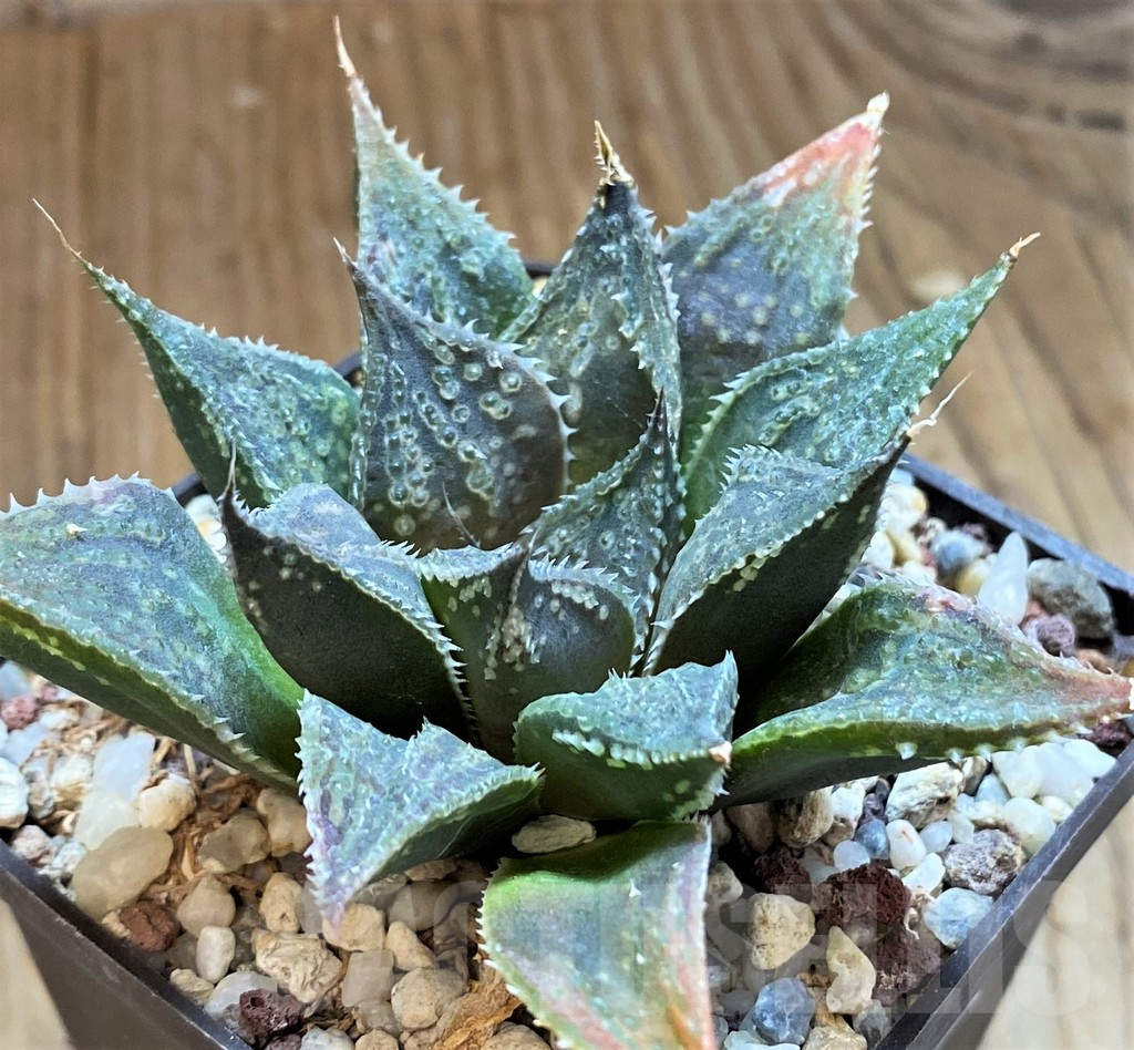 SH12204 Haworthia hybrid