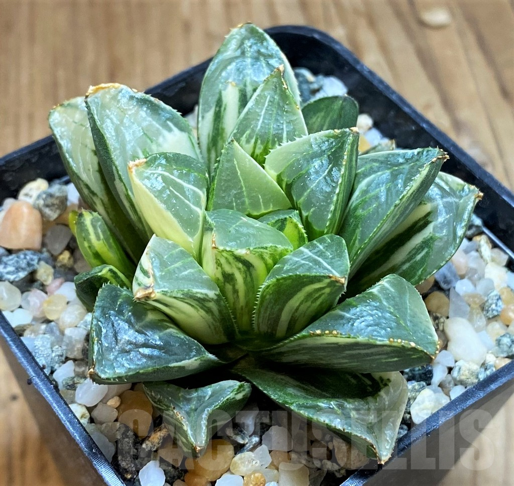 SH12205 Haworthia retusa f. variegata