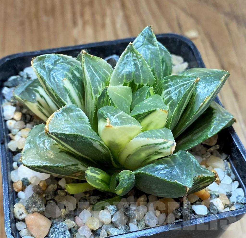 SH12205 Haworthia retusa f. variegata - immagine 2