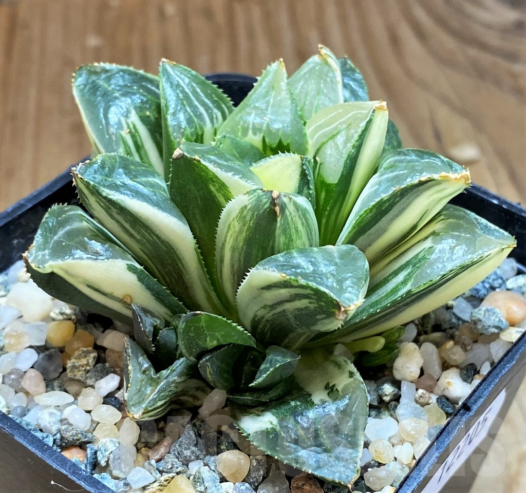 SH12205 Haworthia retusa f. variegata - immagine 3