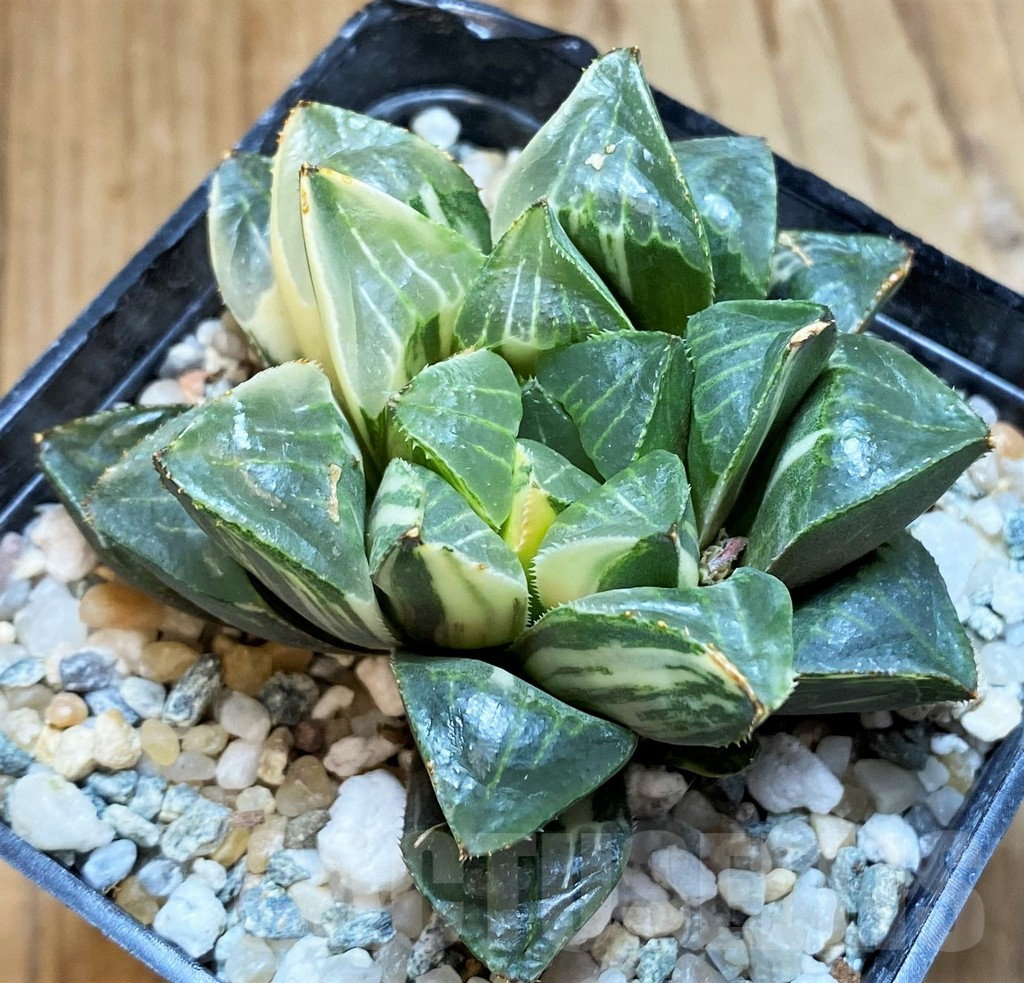 SH12206 Haworthia retusa f. variegata