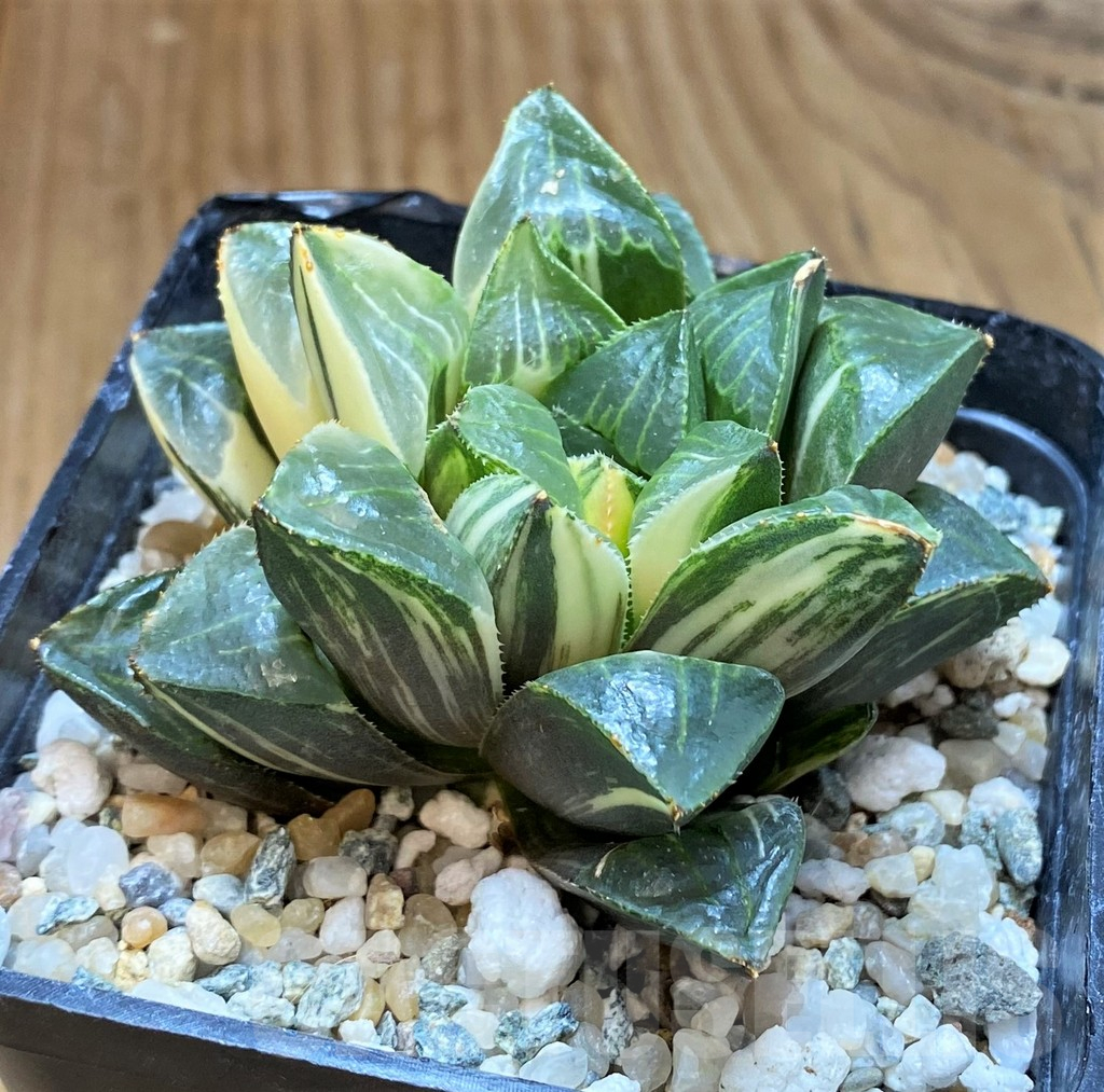 SH12206 Haworthia retusa f. variegata - immagine 2