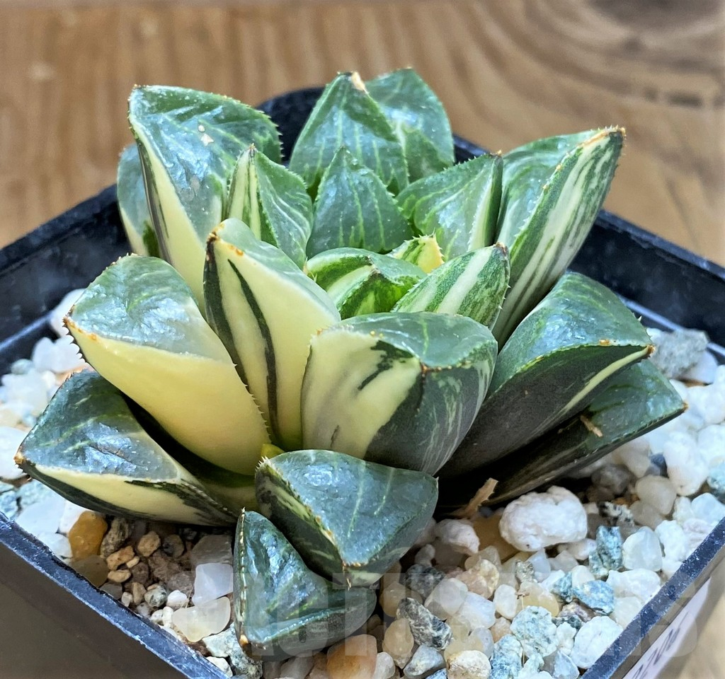SH12206 Haworthia retusa f. variegata - immagine 3