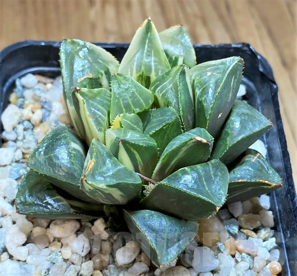 SH12206 Haworthia retusa f. variegata - immagine 4