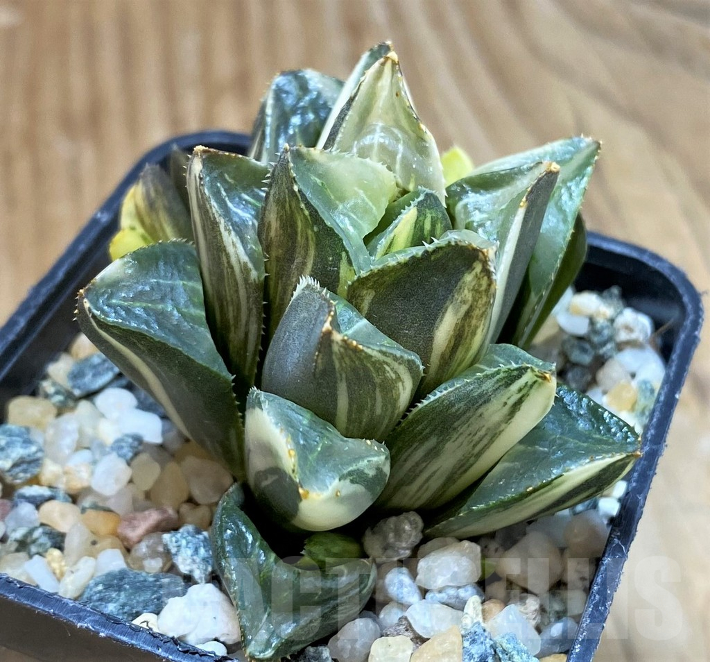 SH12164 Haworthia retusa hybrid f. variegata - Image 3