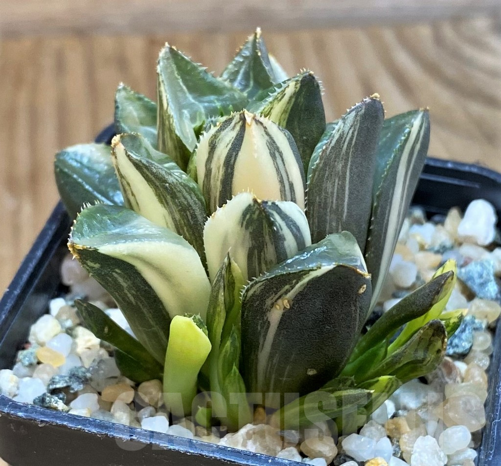SH12164 Haworthia retusa hybrid f. variegata - Image 2