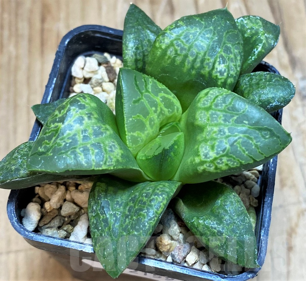 SH12159 Haworthia ‘Kamen Butokai’