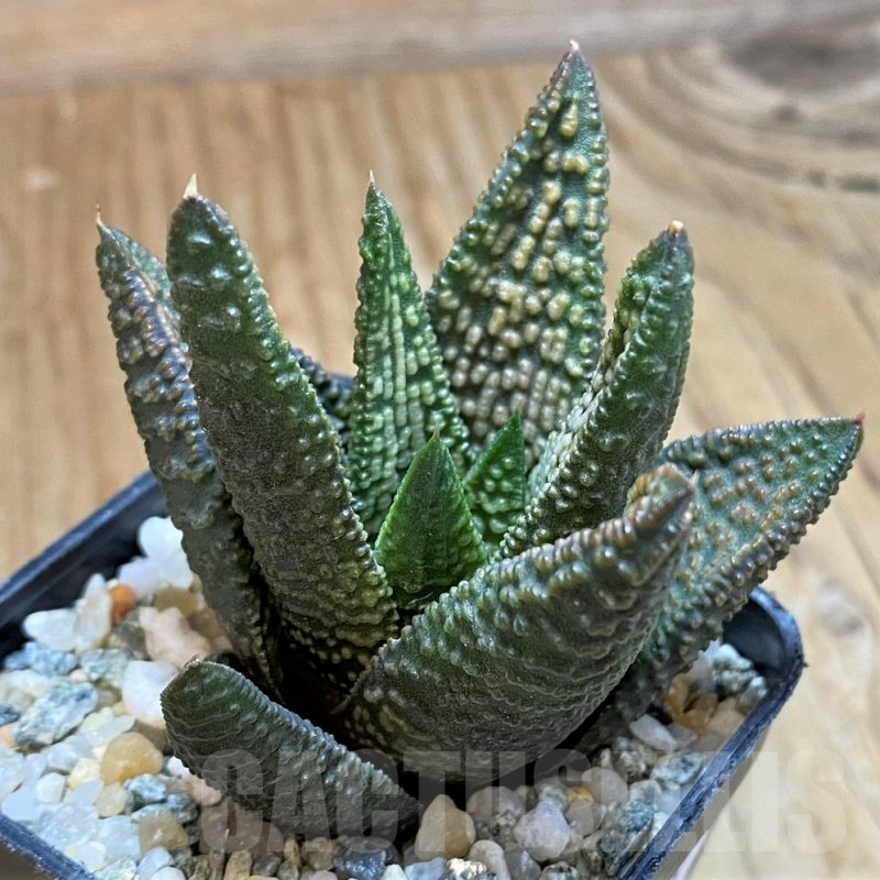 SH12166 Haworthia 'Marble Queen'