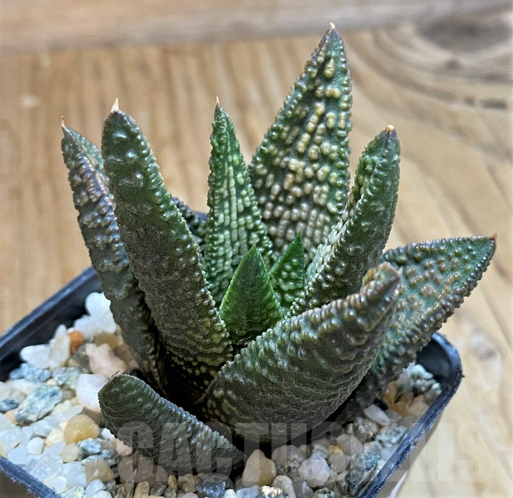 SH12166 Haworthia 'Marble Queen'