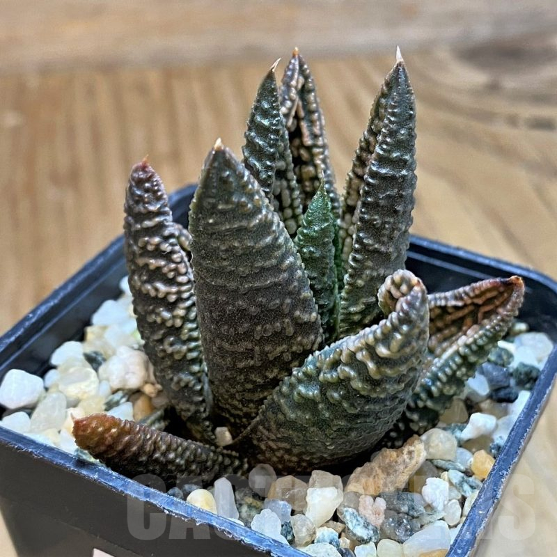 SH12167 Haworthia 'Marble Queen'