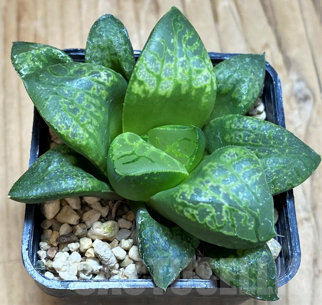 SH12159 Haworthia ‘Kamen Butokai’ - Image 2