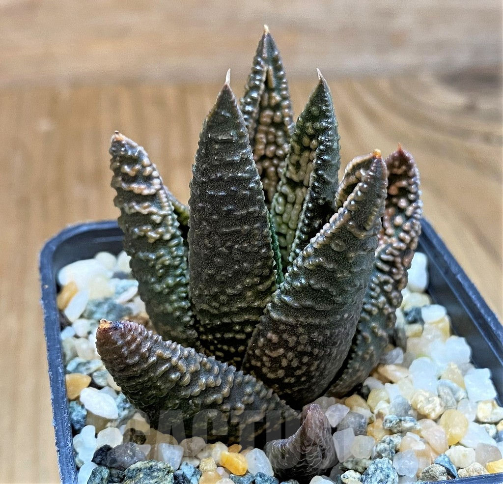 SH12167 Haworthia 'Marble Queen' - Image 2