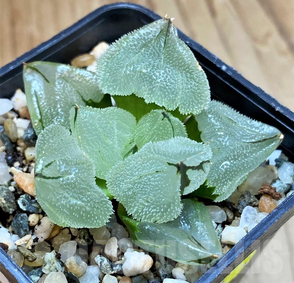 SH12169 Haworthia 'Ice City' hybrid - immagine 2