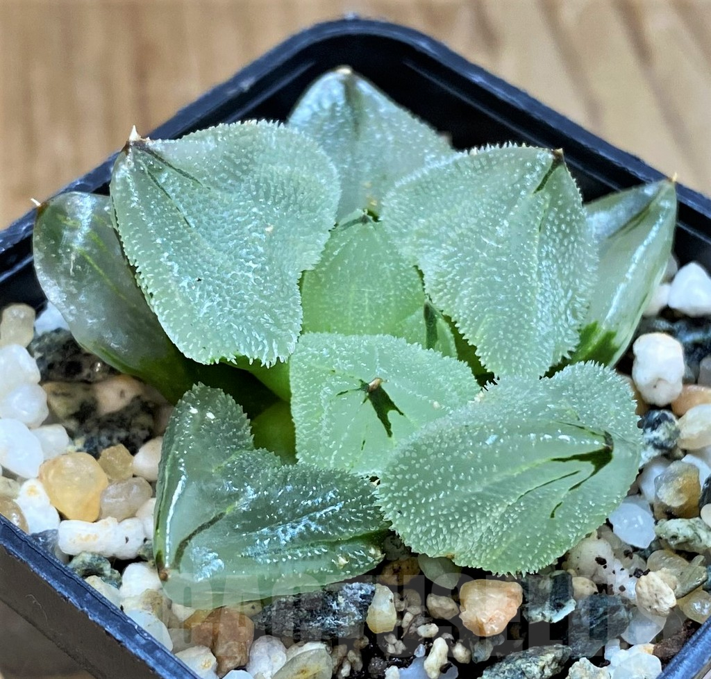 SH12169 Haworthia 'Ice City' hybrid