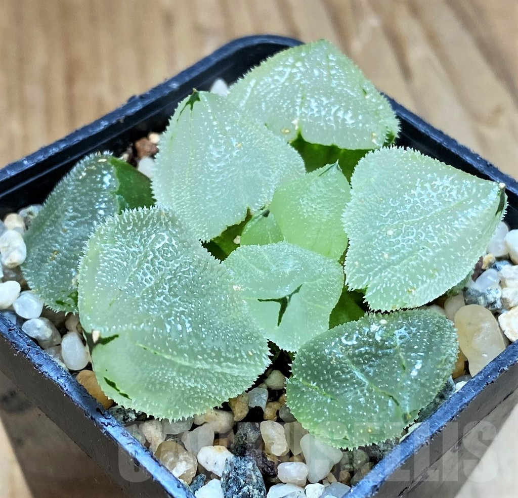 SH12170 Haworthia 'Ice City' hybrid