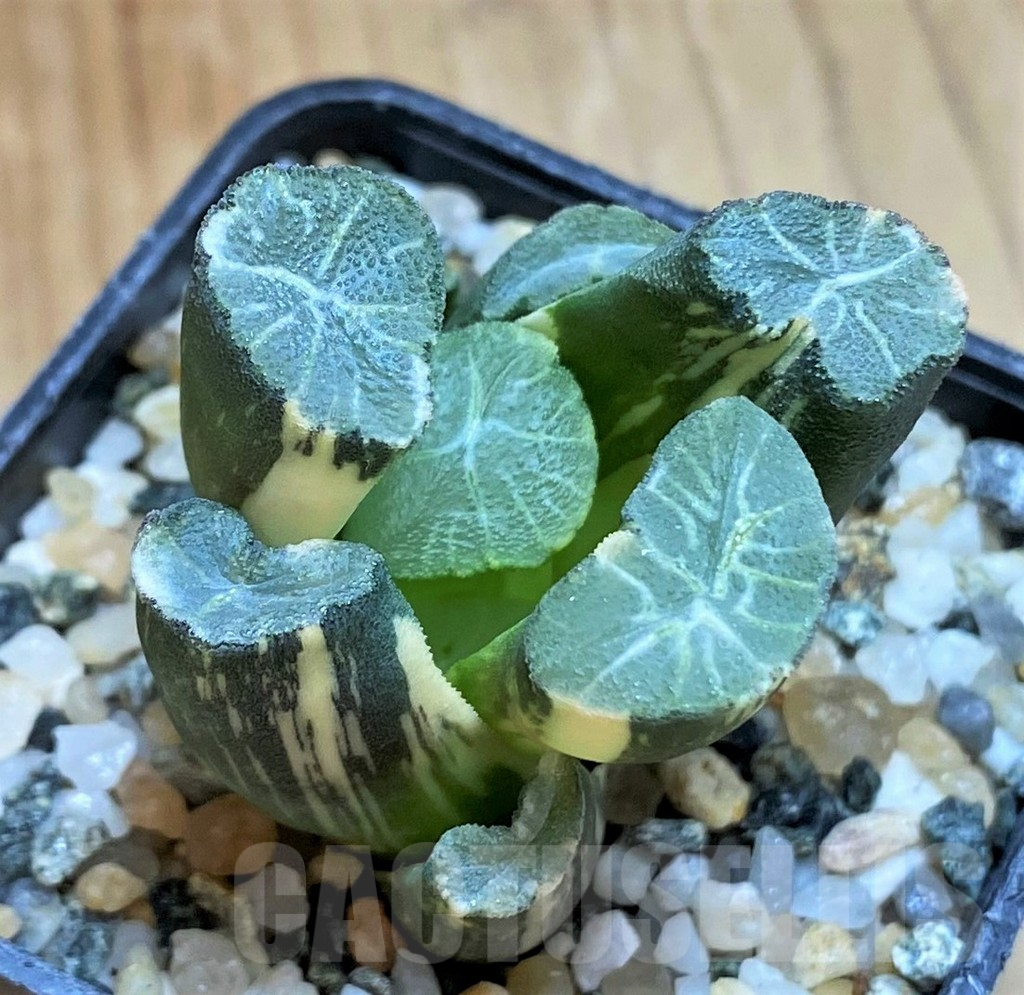 SH12172 Haworthia maughanii f. variegata