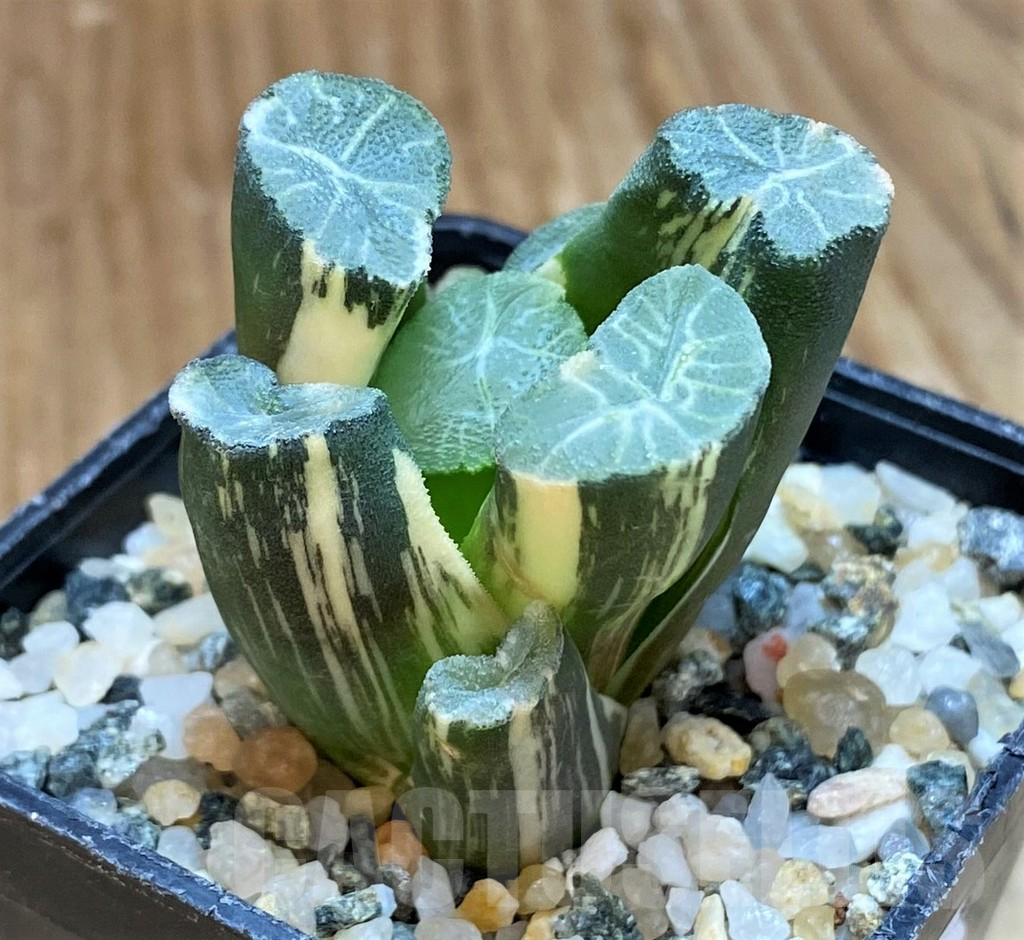 SH12172 Haworthia maughanii f. variegata - Зображення 2